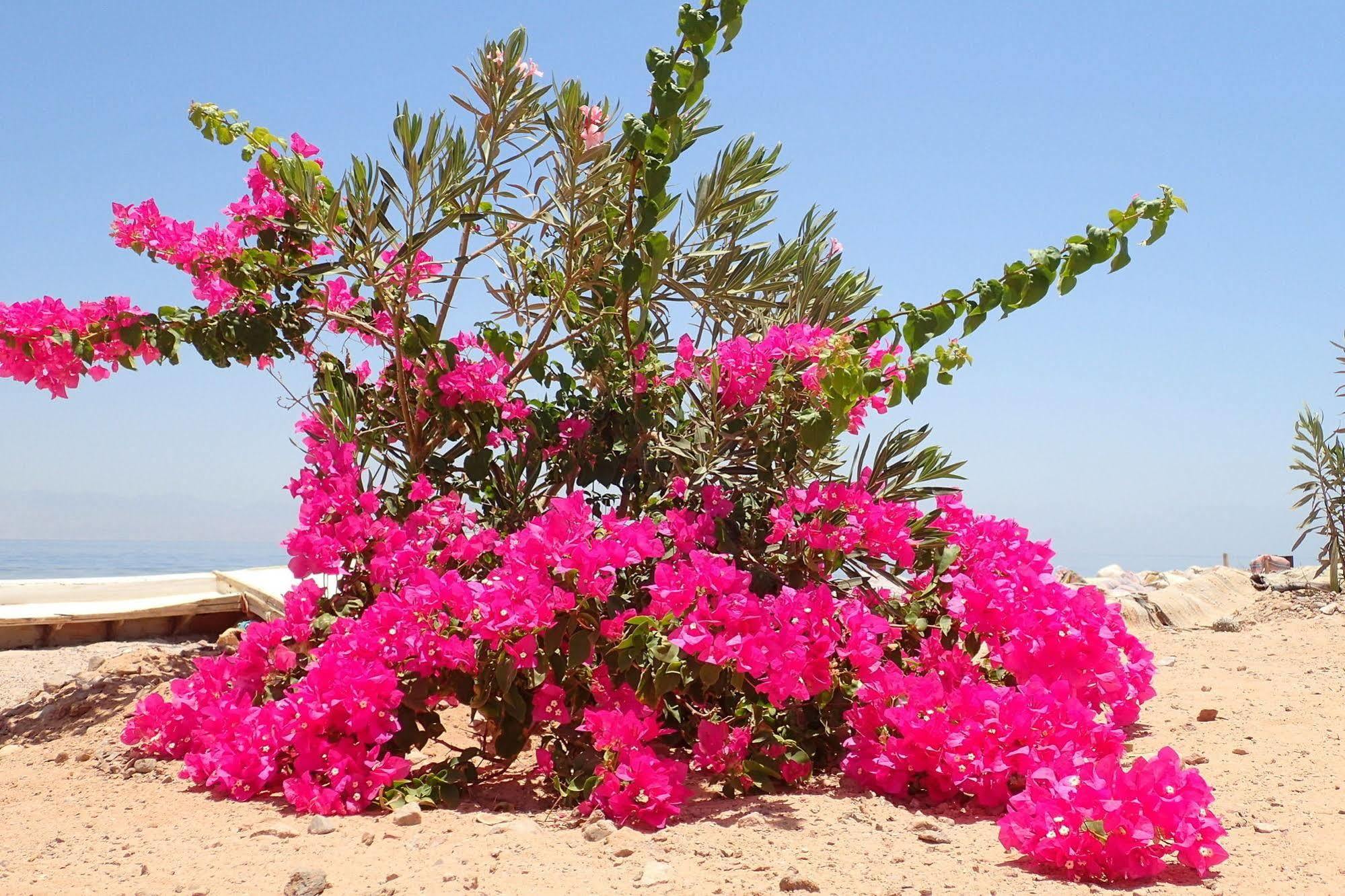 מלון טאבה Bedouin Star מראה חיצוני תמונה